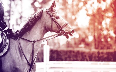Rideron sorrel horse in jumping show, equestrian sports, duotone, black abd white. Light-brown horse and boy in uniform going to jump. Horizontal web header or banner design.の写真素材
