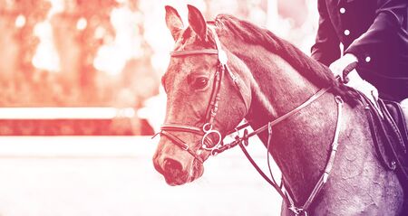 Rider on sorrel horse in jumping show, equestrian sports, duotone, black abd white. Brown horse and man in uniform going to jump. Horizontal web header or banner design.の写真素材