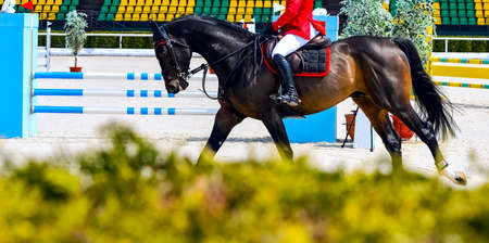 Beautiful girl on black horse in jumping show, equestrian sports. Dark horse and girl in uniform going to jump. Horizontal web header or banner design.の写真素材