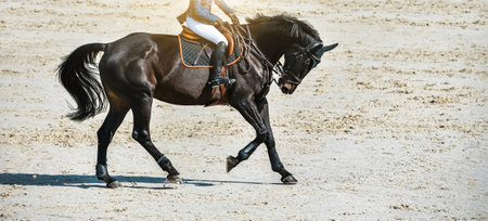 Rider and horse in jumping show. Beautiful girl on black horse in jumping show, equestrian sports. Dark horse and girl in uniform going to jump. Horizontal web header or banner design.の写真素材