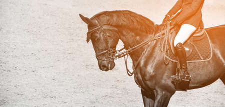 Rider and horse in jumping show, monochrome sepia. Beautiful girl on horse, equestrian sports. Horse and girl in uniform going to jump. Horizontal web header or banner design.の写真素材