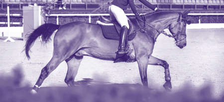 Rider and horse in jumping show, monochrome peri. Beautiful girl on horse, monochrome, equestrian sports. Horse and girl in uniform going to jump. Horizontal web header or banner design.の写真素材