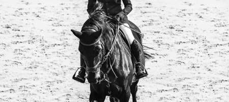 Rider and horse in jumping show, black and white. Beautiful girl on horse, monochrome, equestrian sports. Horse and girl in uniform going to jump. Horizontal web header or banner design.の写真素材
