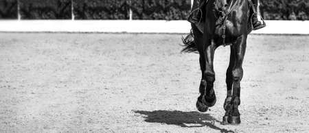 Rider and horse in jumping show, black and white. Beautiful girl on horse, monochrome, equestrian sports. Horse and girl in uniform going to jump. Horizontal web header or banner design.の写真素材