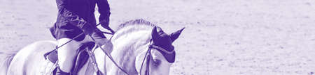 Horse and rider in uniform, monochrome peri. Beautiful white horse portrait during Equestrian sport show jumping competition. Horizontal web header or banner design, copy space.の写真素材