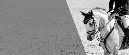 Horse and rider in uniform, black and white. Beautiful white horse portrait during Equestrian sport show jumping competition. Horizontal monochrome web header or banner design, copy space.の写真素材