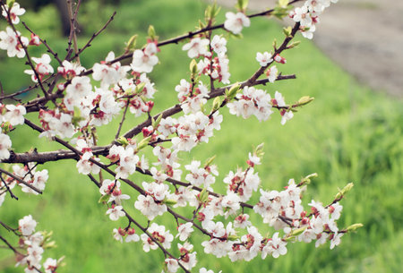 spring flowering of flowers on a tree, white flowers on a treeの写真素材