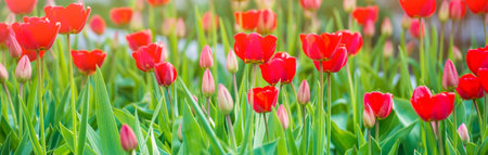 Spring natural background with beautiful red tulips. Fresh green tree leaves, bokeh and sunlight.の写真素材