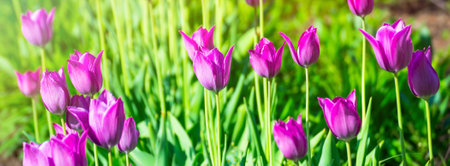 Lilac, pink tulips blooming flowers field, green grass lawn in beautiful spring park. In the backlight warm sunbeam light and bokeh. Springtime concept.の写真素材