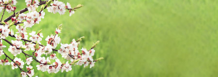 Spring background with blooming cherry tree branches on blurred green background.の写真素材