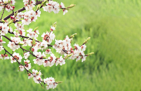 cherry blossom on green grass background with copy space for textの写真素材