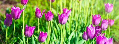 Lilac, pink tulips blooming flowers field, green grass lawn in beautiful spring park. In the backlight warm sunbeam light and bokeh. Springtime concept.の写真素材