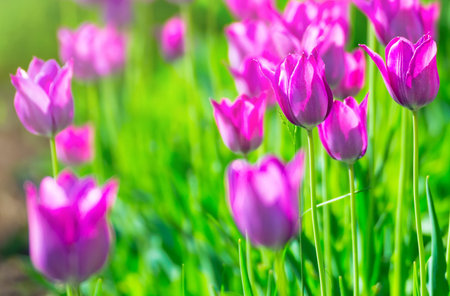 Lilac, pink tulips blooming flowers field, green grass lawn in beautiful spring park. In the backlight warm sunbeam light and bokeh. Springtime concept.の写真素材