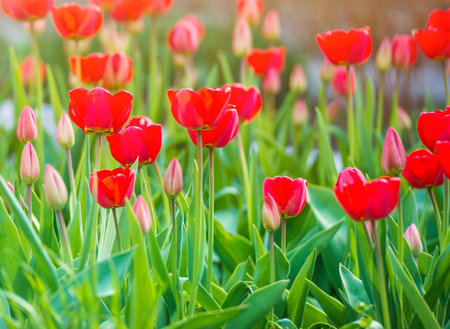 Red tulips blooming flowers field, green grass lawn in beautiful spring park. In the backlight warm sunbeam light and bokeh. Springtime concept.の写真素材