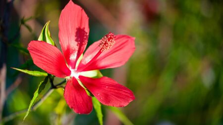 Soft, delicate, red lily flower in selective focus taken in a Texas garden at duskの写真素材