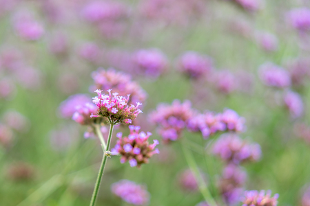 Beautiful little purple flowers background and wallpaper. Violet flower texture as very nice natural background.の写真素材