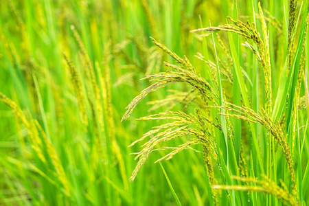 Organic paddy rice. Close up of rice ear on plantation in the morning background.の写真素材