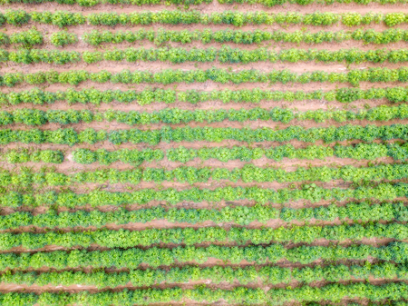 Aerial view of Cassava plantation in Thailand.の写真素材