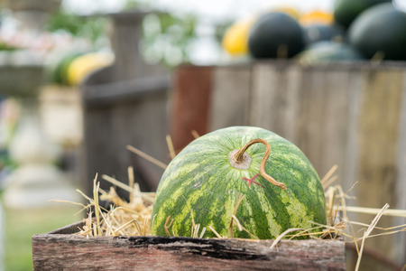 Green watermelon on straw in wooden crate. Organic orchard.の写真素材