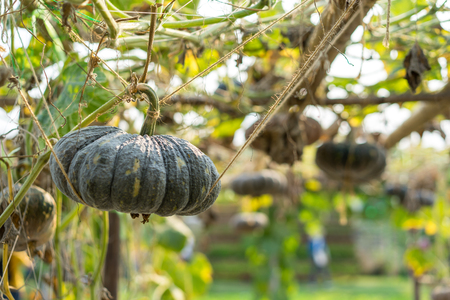 Pumpkin growing in organic garden, ready to harvest.の写真素材