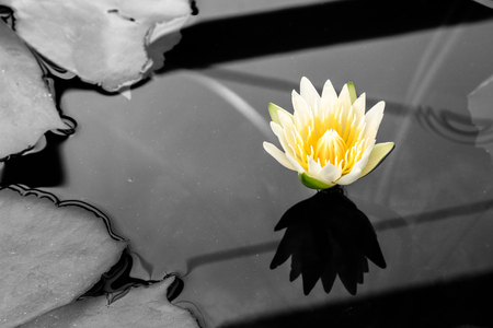 Lotus flower in pond.の写真素材