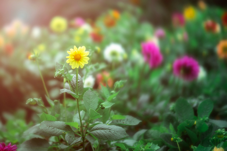 Flowers in the garden. Nature summer background, selective focus.の写真素材