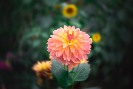 Dahlia flower in the summer garden. Macro photography of nature.の写真素材