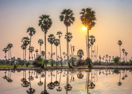Countryside landscape under scenic colorful sky at sunset and sunrise over rice field and sugar palm trees. Reflection photography.の写真素材