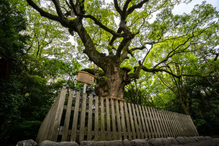 A Giant Camphor Tree, believed to be 1300 years old in the Atsuta Shrine.のeditorial素材