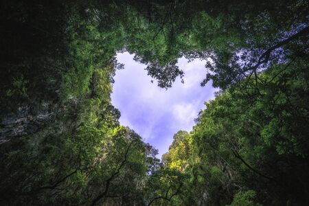 Heart shaped photography of sky in the rain forest. Nature background.の写真素材