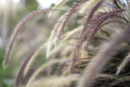 Squirrel tail grass growing in garden, nature background.の写真素材