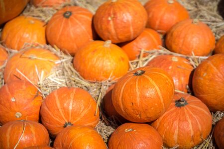 Pumpkins on a bed of straw on farm field.の写真素材