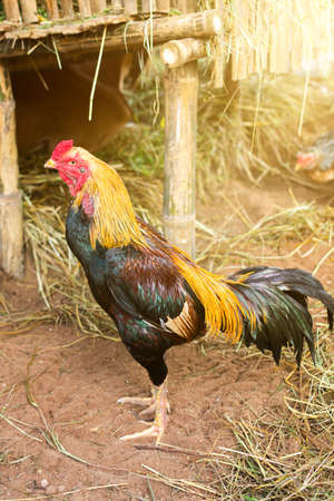 of thai chicken, lived in the home