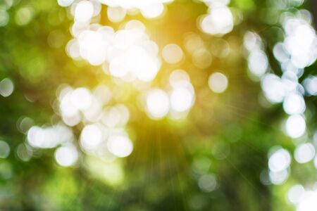 blurred tree and bokeh tree.の写真素材