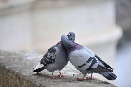 Two pigeons kiss, Paris, august 2011の写真素材