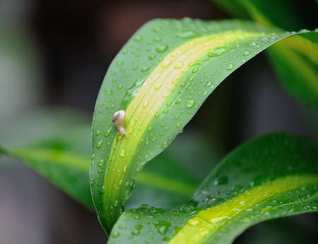 Snail on a green leafの写真素材
