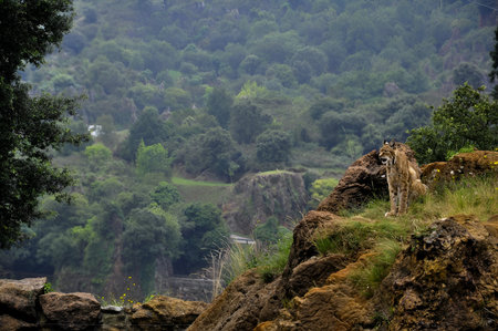 Lioness on a cliff.の写真素材