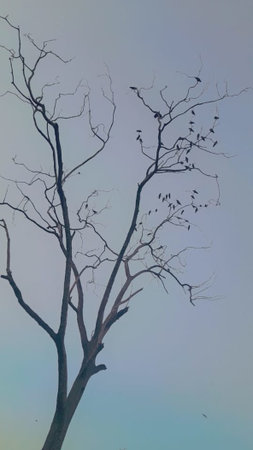 dry tree in the morning with sky background, vintage tone, soft focusの写真素材