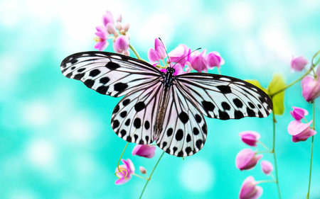 Butterfly on pink flower,butterfly on pink flowerの写真素材