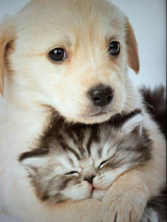 Labrador Retriever puppy and kitten on a white background.