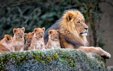 Lion family on a rock in the wild.