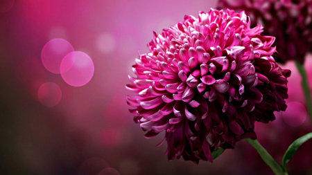 Pink chrysanthemum flower on bokeh background.の写真素材