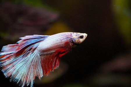 Siamese fighting fish, betta splendens in aquarium.