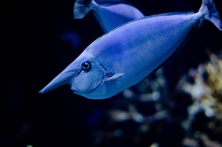Close-up of a blue fish in an aquarium, shallow depth of field