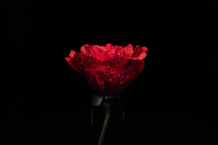 Beautiful red rose with water drops on black background, close up