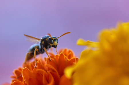 Wasp on orange flower, macro shot with shallow depth of field
