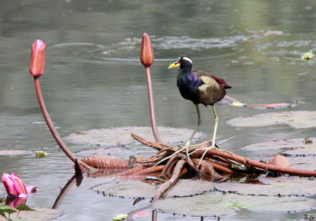 Red-necked Jacana, Jacana jacana, is a species of bird in the Jacana family.