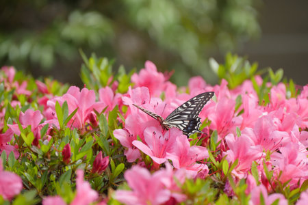 butterfly on pink rhododendron flowers in gardenの写真素材
