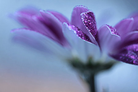 Purple chrysanthemum with dew drops on petalsの写真素材