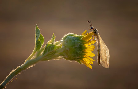 Dragonfly on a sunflower in the morning sun. Macro photographyの写真素材